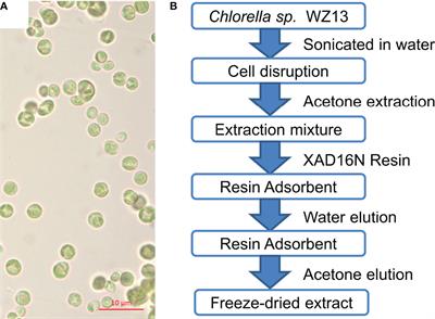 Anti-Inflammatory Effect of Acetone Extracts from Microalgae Chlorella sp. WZ13 on RAW264.7 Cells and TPA-induced Ear Edema in Mice